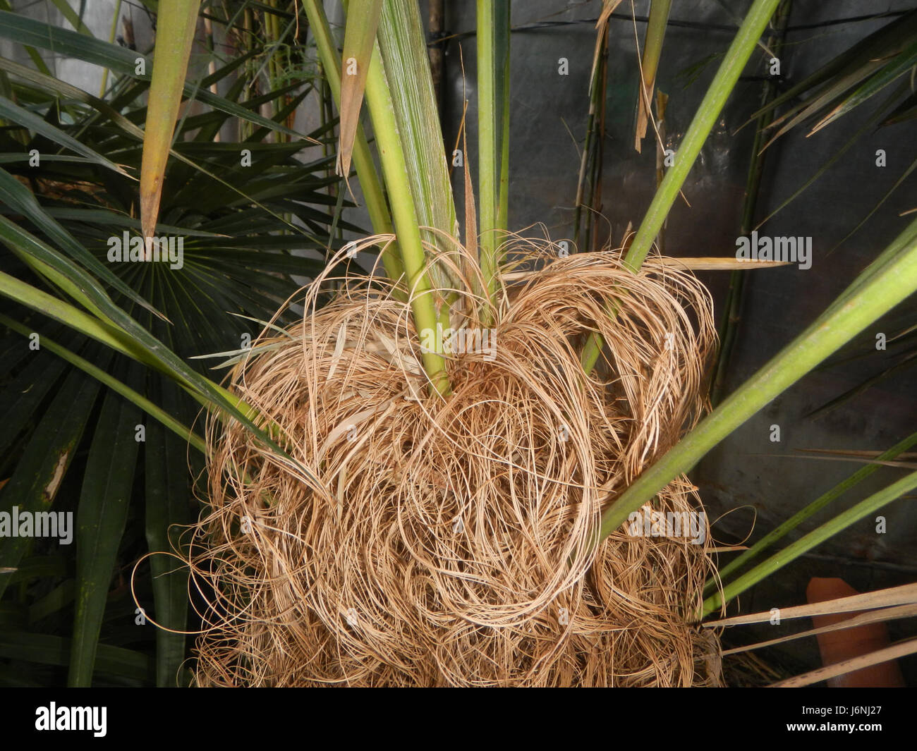 L'Old Man Palm (Coccothrinax crinita) è una specie di palma originaria delle Filippine, riconosciuta per il suo aspetto unico con foglie a ventaglio e un tronco ricoperto di fibre dense. Foto Stock