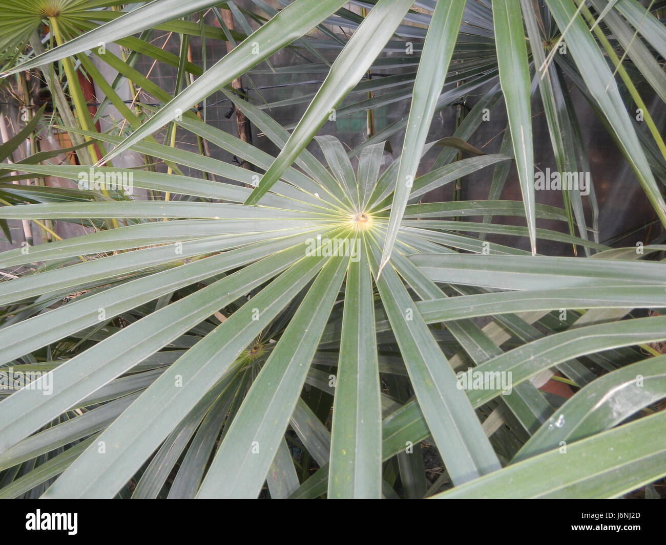 La *Coccothrinax crinita*, comunemente nota come Old Man Palm, è una specie di palma che si trova nelle Filippine. Il suo aspetto distintivo è caratterizzato da fibre lunghe, argentate e simili ai capelli che coprono il tronco, conferendogli l'aspetto di una figura anziana. Prospera nei climi tropicali e si trova spesso nelle zone costiere della regione. Foto Stock