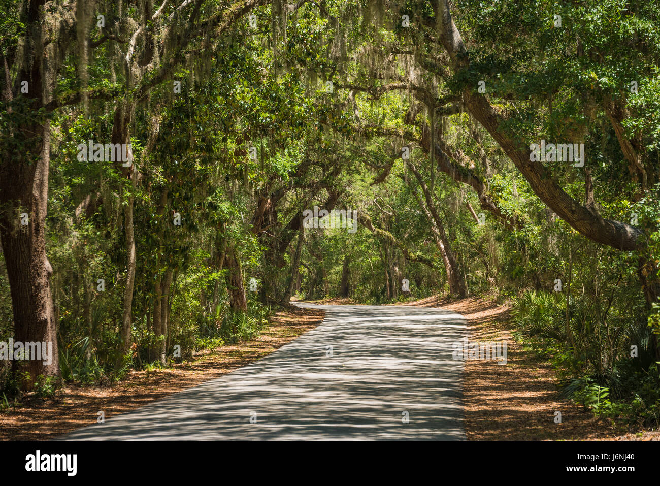 Florida querce e muschio Spagnolo forniscono una tettoia per l'albero-strada coperta di Fort Clinch su Amelia Island in Fernandina Beach, Florida, Stati Uniti d'America. Foto Stock
