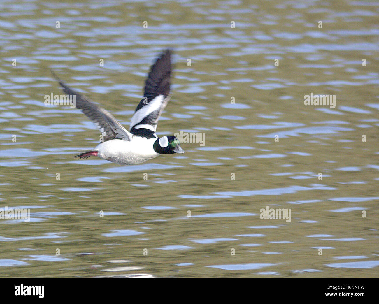 057 - BUFFLEHEAD (11-27-07) maschio, oso, slo, ca (8717753168) Foto Stock