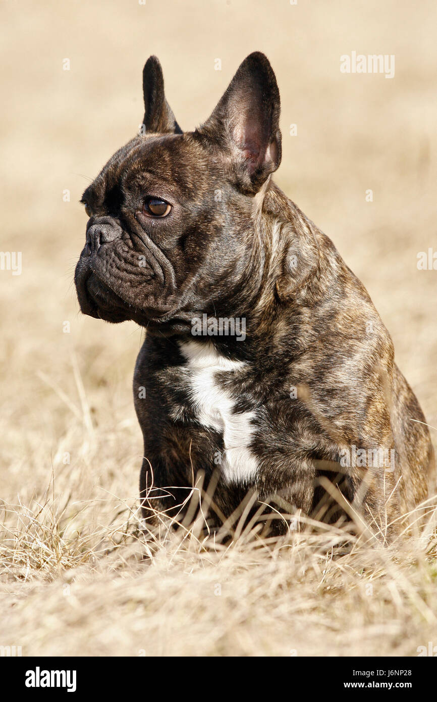 Cane bulldog francese pedigree cane giovane più giovane di colore bruno  marrone brunette curioso Foto stock - Alamy
