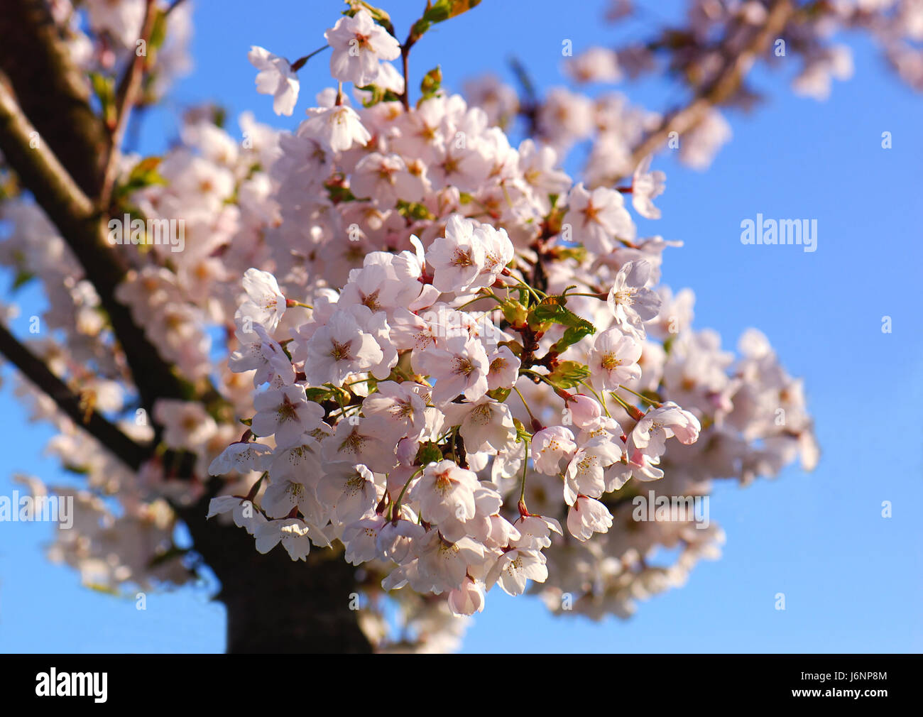 Bloom blossom fiorire fiorente ramo di primavera di fiori di ciliegio ciliegio Foto Stock