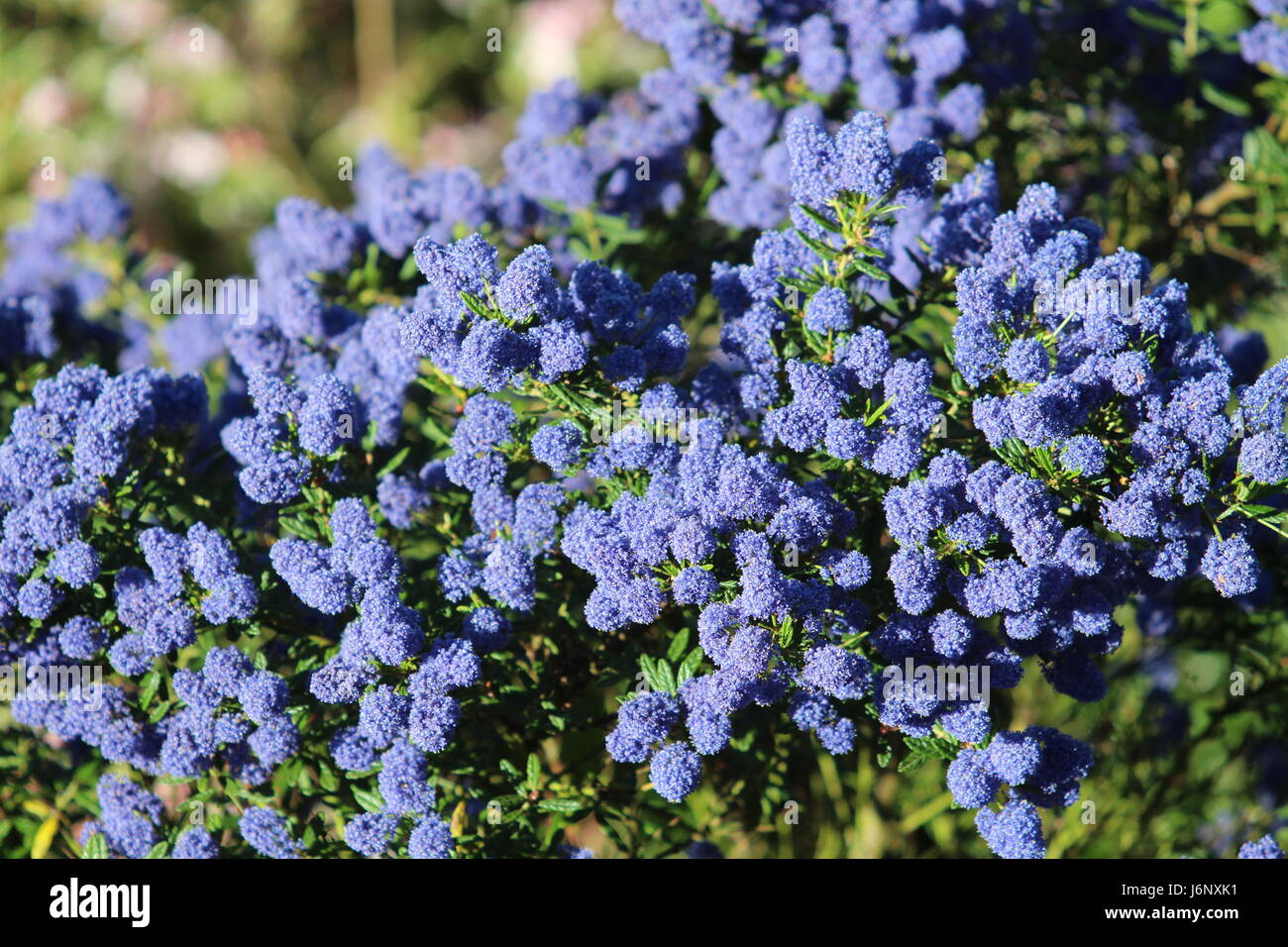 Blu brillante close up Ceanothus, nomi comuni per i membri di questo genere sono California lilla, lilla selvatico, e sapone bush. Foto Stock