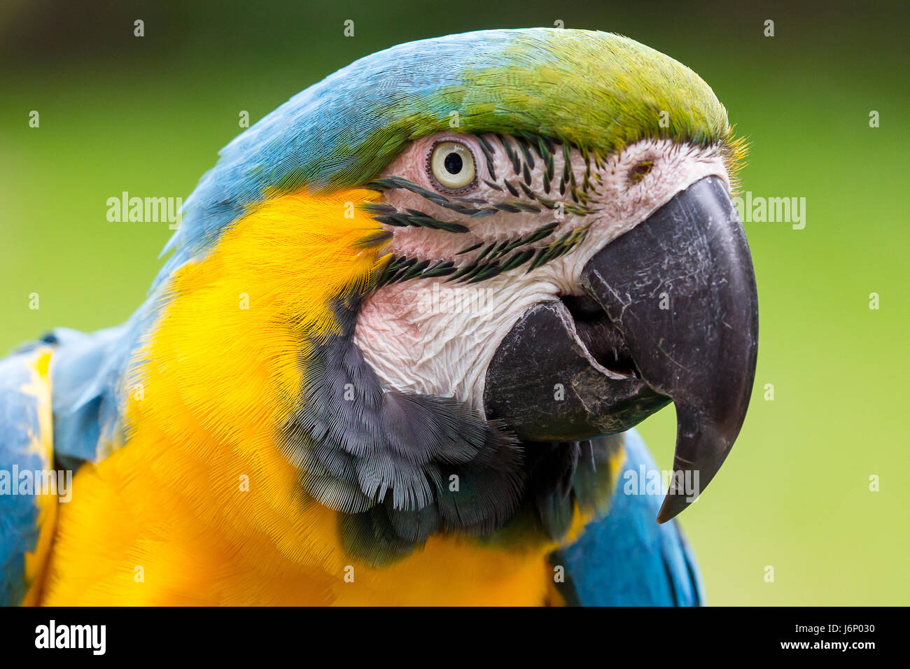 Blu e Oro Macaw Close-Up Foto Stock