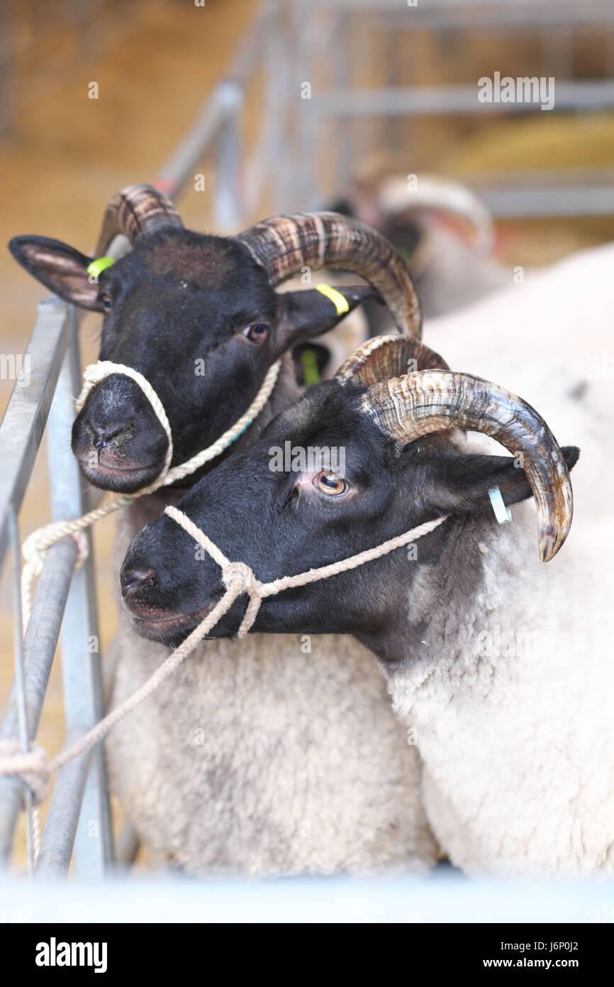 Norfolk Horn Sheep in una penna di pecora Foto Stock