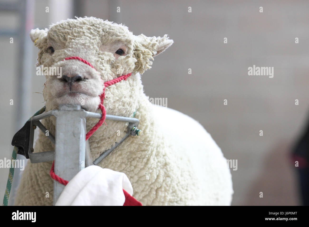 Pecore a spettacolo delle pecore in attesa di essere agganciata e curato con mano cesoie REGNO UNITO Foto Stock