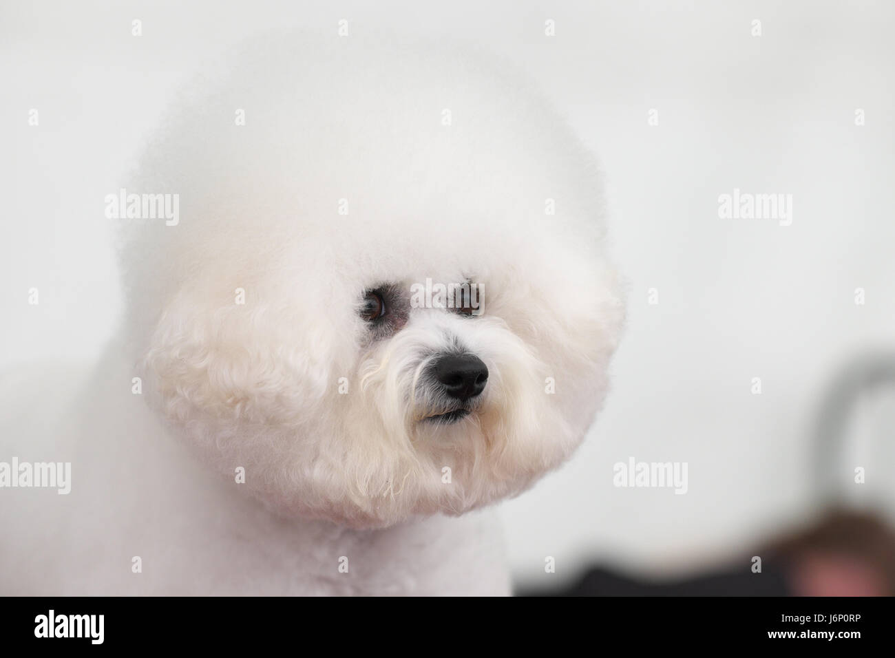 Bichon Frise dog a dog show Foto Stock