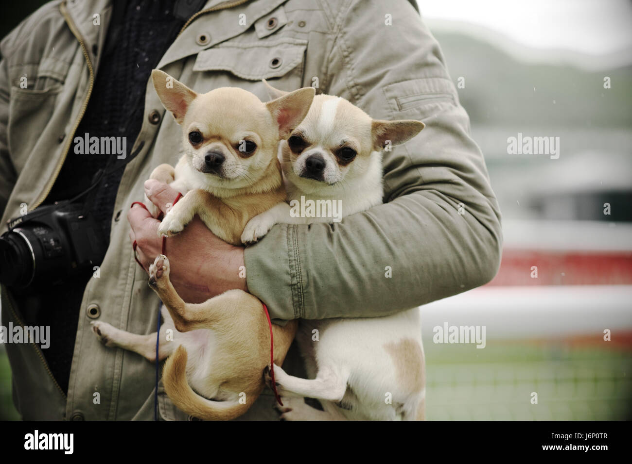 Uomo che porta due brevi pelose Chihuahua cani sotto il suo braccio cani giocattolo Foto Stock