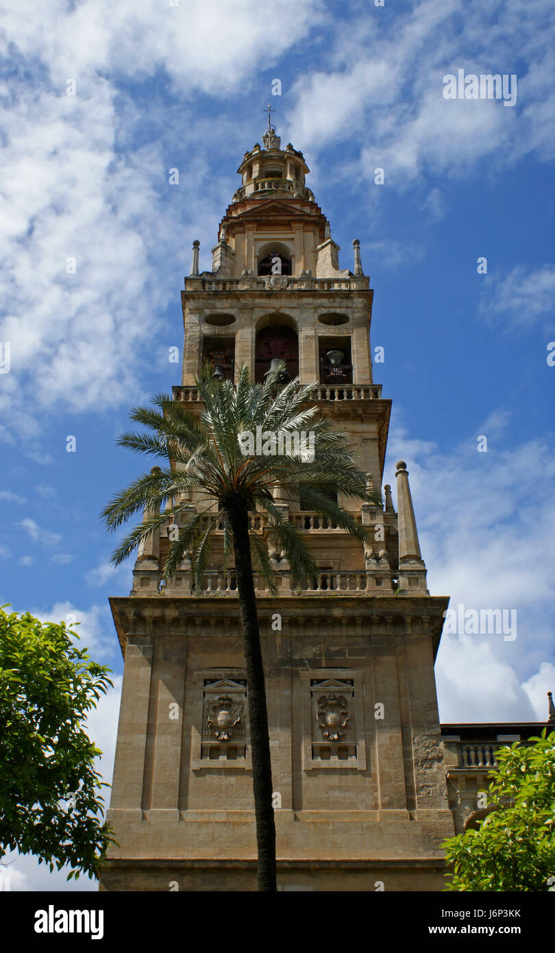 Cattedrale Palm tree campanile belfry moschea cattedrale di Cordoba Palm tree steeple Foto Stock