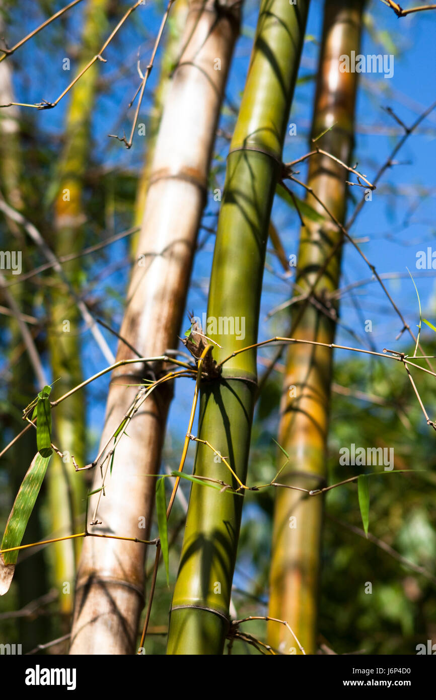 Albero tronco di bambù verde foglie di legno flora tribù il ramo di bambù formato verticale Foto Stock