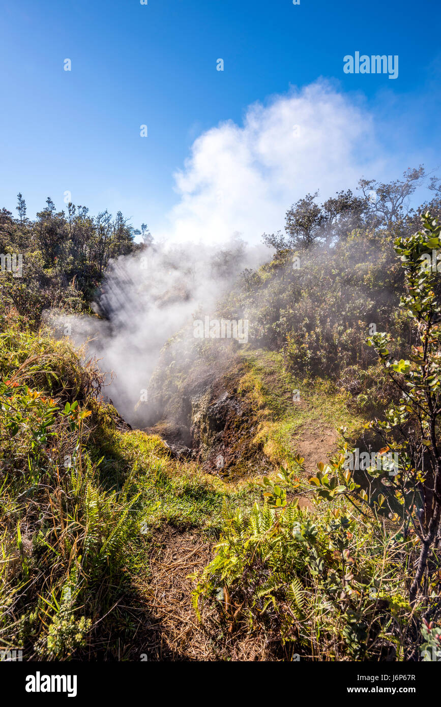 Vapore naturale che si erge da un vapore vulcanico sfiato in terra presso il Parco Nazionale del Vulcano Kilauea, Hawaii. Foto Stock