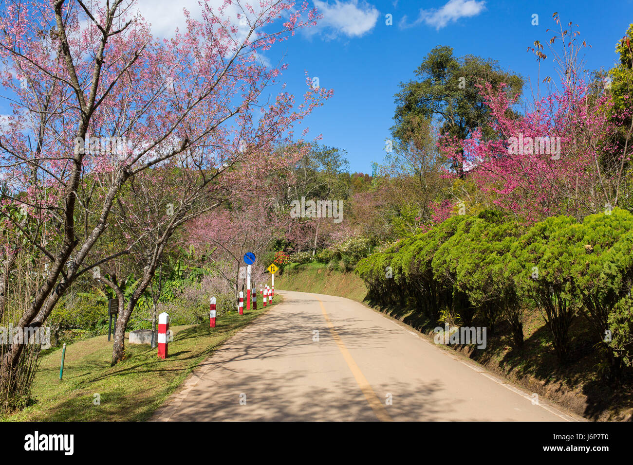 Blooming sakura tree lungo la bella strada di Doi Ang Khang National Park, Nord della Thailandia. Foto Stock