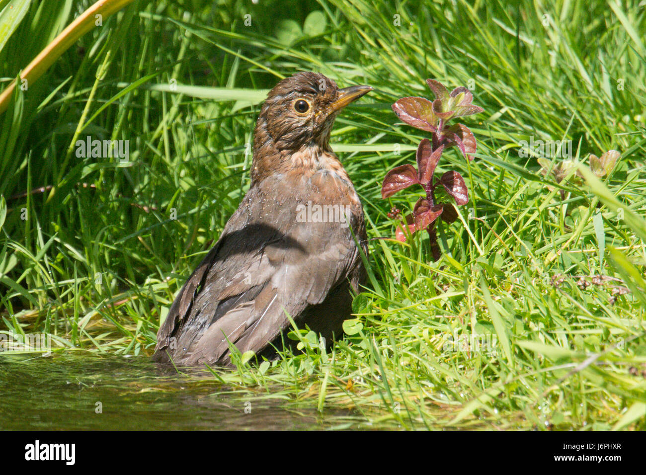 Merlo, Turdus merula, fare il bagno in un laghetto in giardino. sia una donna o un bambino. Sussex, Regno Unito. Maggio. La fauna selvatica pond. Foto Stock