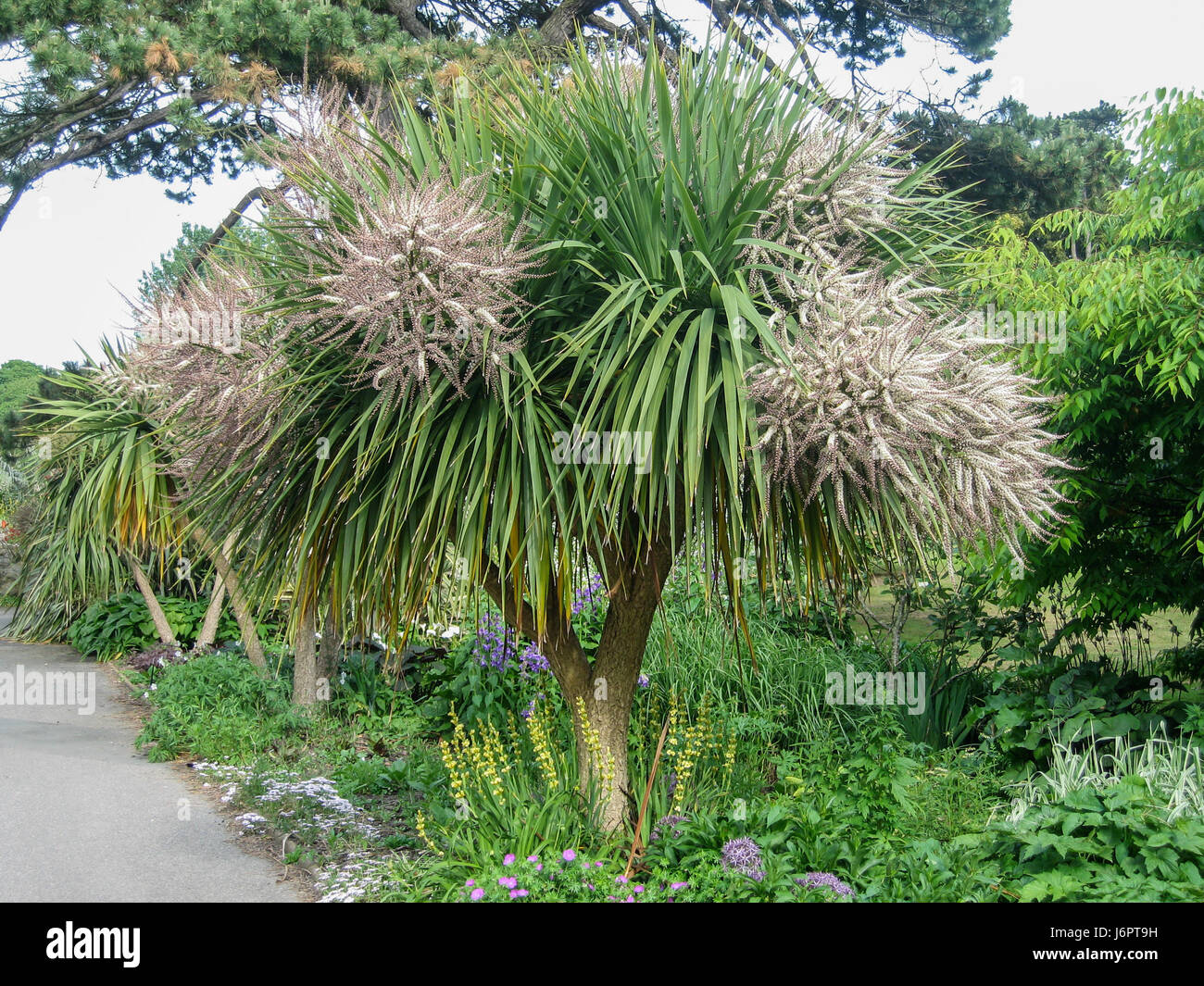 Una vista dall'alto di Cordyline Australis cavolo torbay cornish Palm tree in fiore fiori fioritura in primavera estate Foto Stock