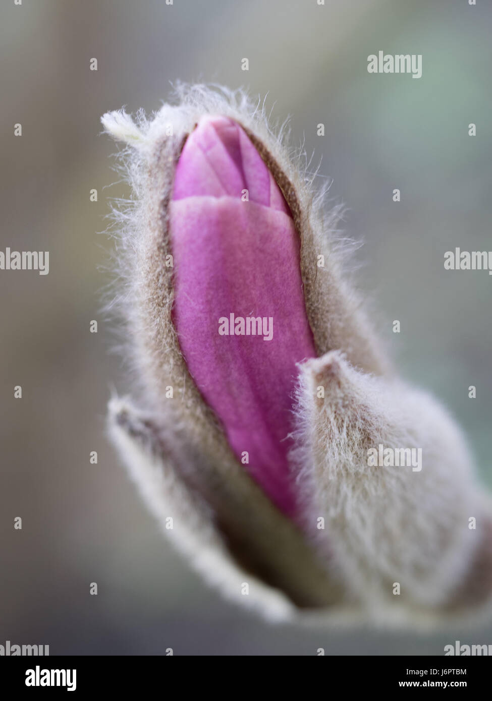 Un close up macro dettaglio Magnolia bud e sepali germogliando apertura fiore rosa fioritura viola malva in primavera Foto Stock