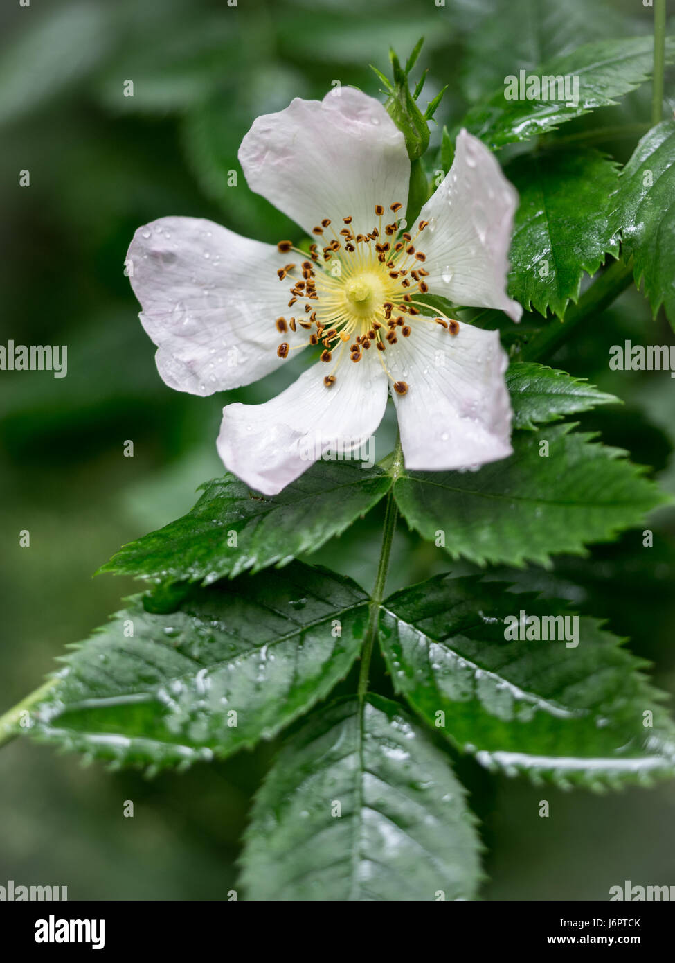 Close up macro dettaglio di un selvaggio rovo bianco fiore aperto in caso di pioggia pioggia di rugiada bagnato Foto Stock