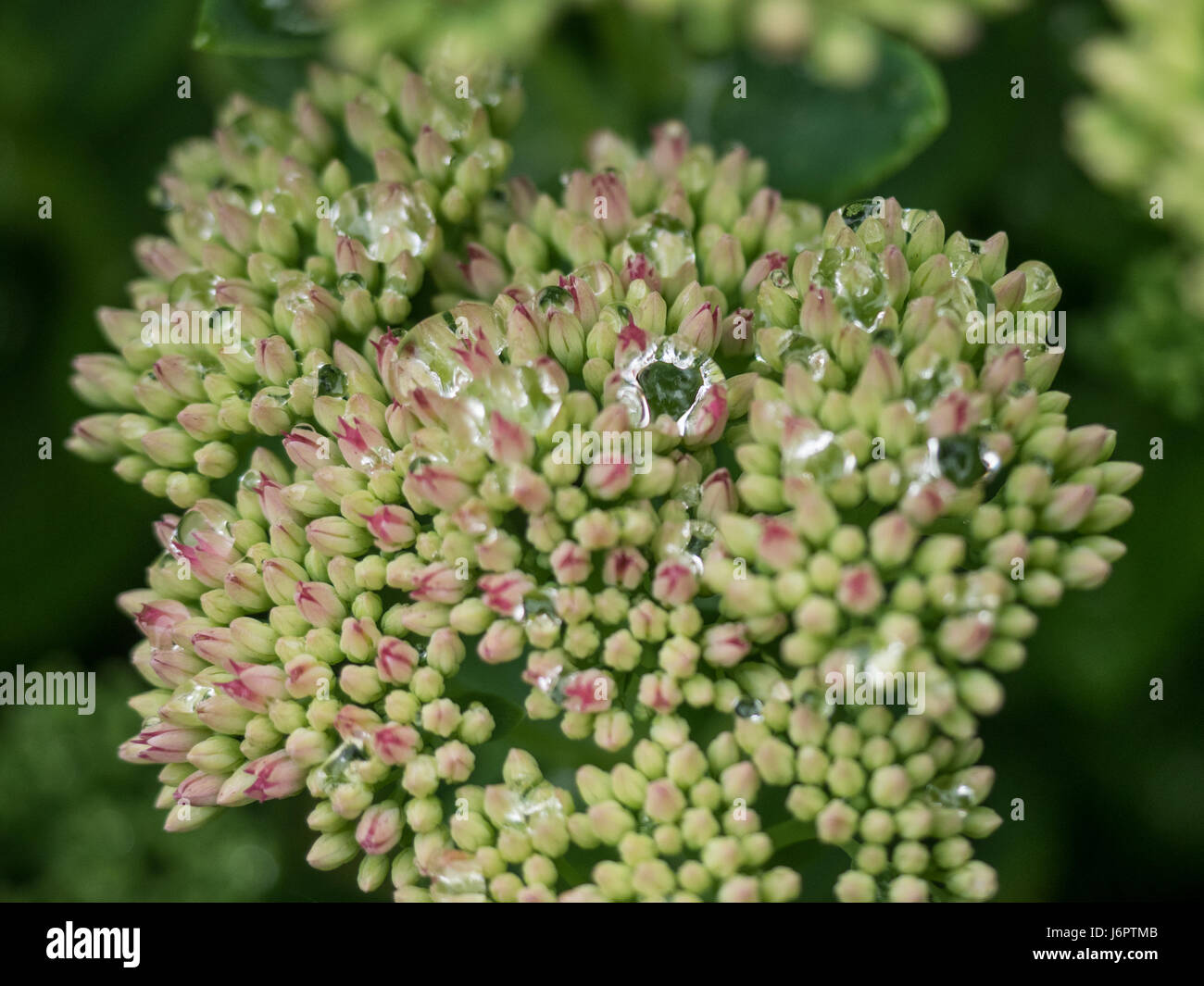 Un close up macro dettaglio di Orpine germoglio di fiore di gemme dopo la pioggia pioggia con acqua bagnato di rugiada goccioline di caduta Foto Stock