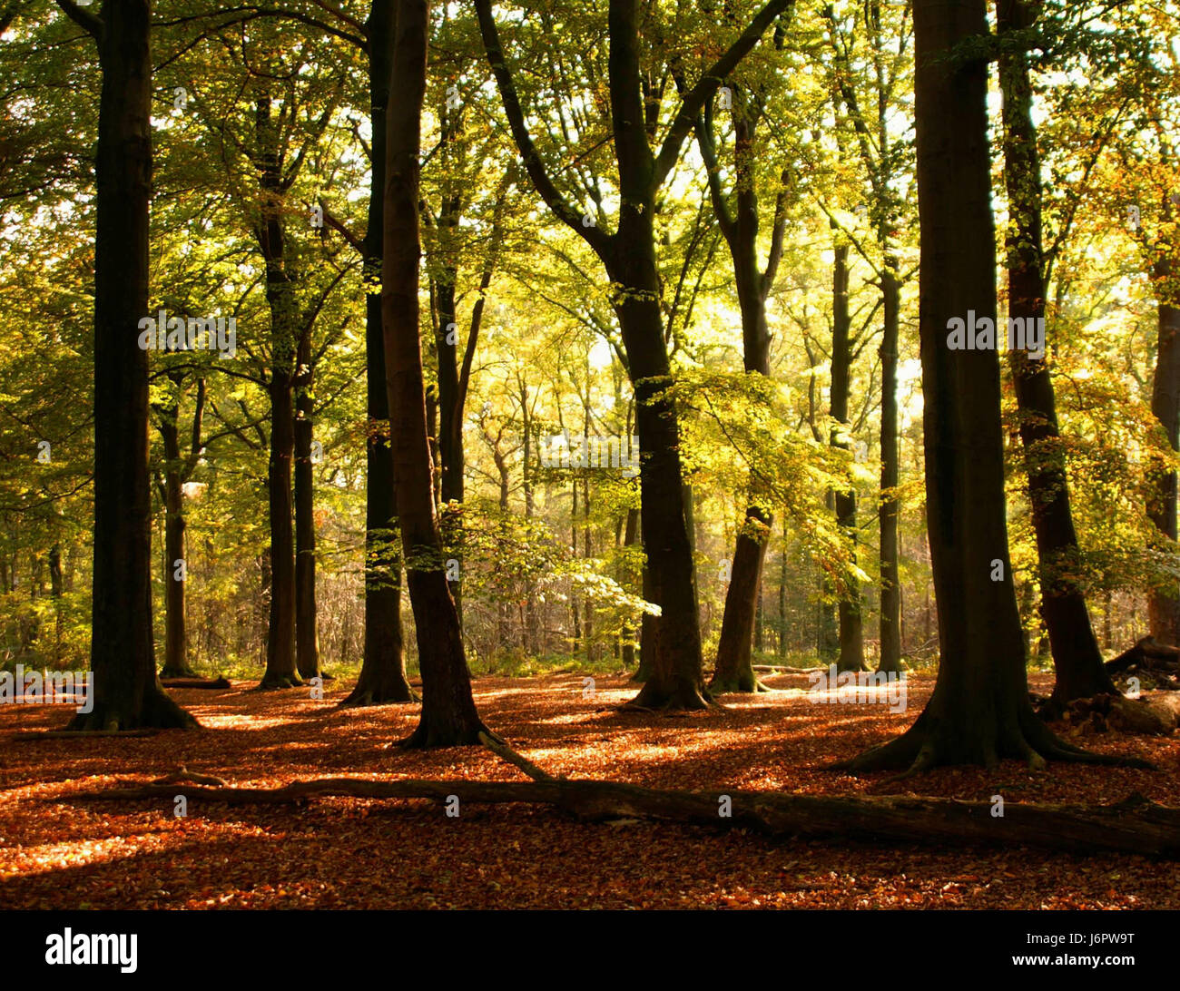 Bruno marrone brunette impianti succursale colore vernice colorata foresta autunno autunno Foto Stock