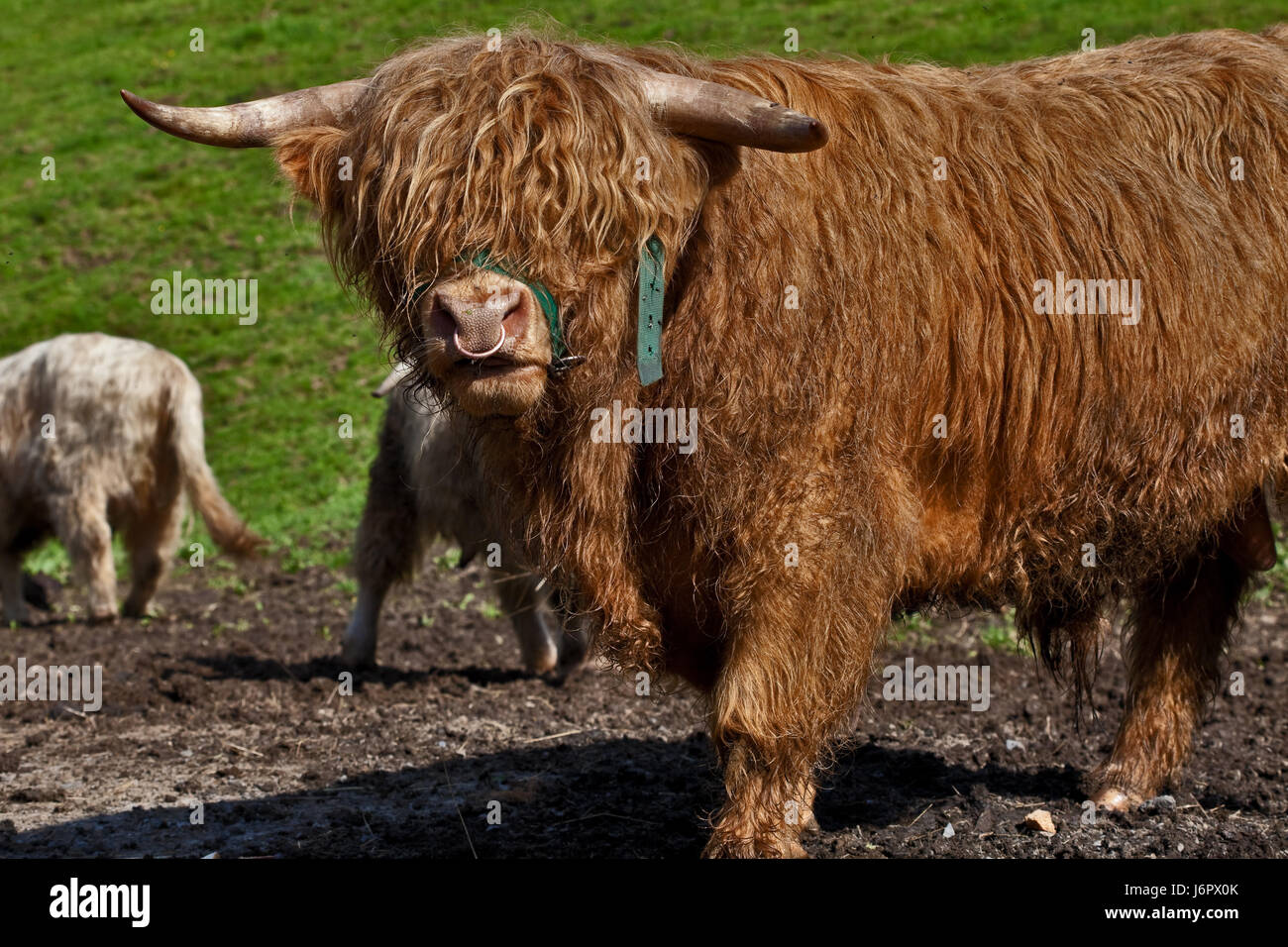 Eco bull leader capitano capotribù chief boss manager superior prato bovina Foto Stock