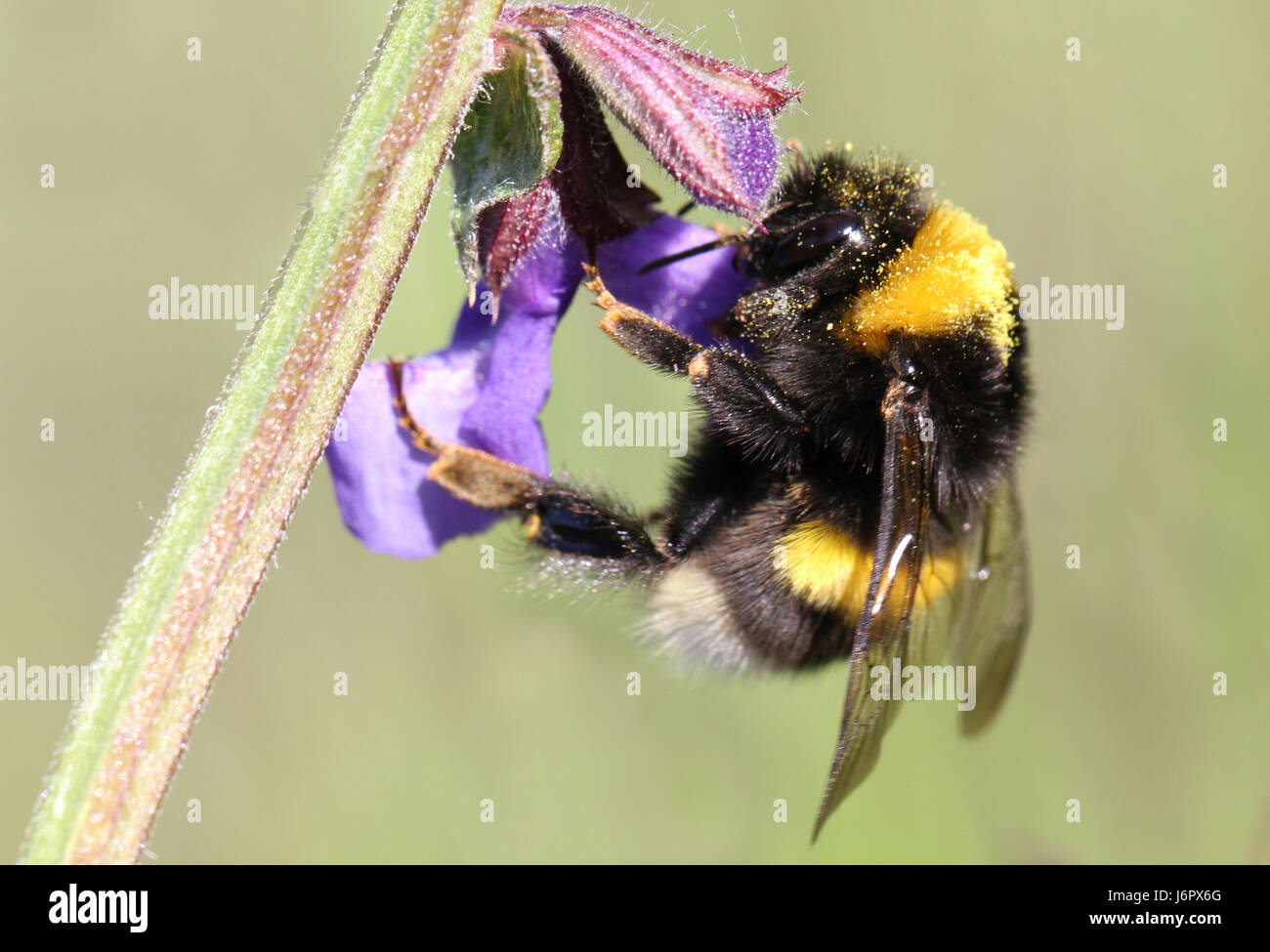 Bumblebee api insetto ackerhummel bombi hautflgler pollenhschen apidae Foto Stock