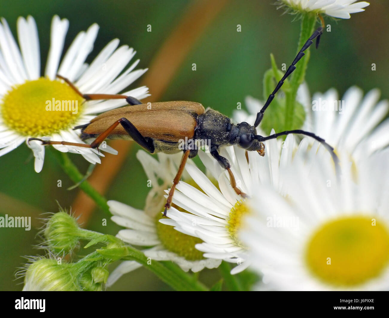 Animali coleottero insetti gambe di natura macro close-up di ammissione macro vista ravvicinata Foto Stock