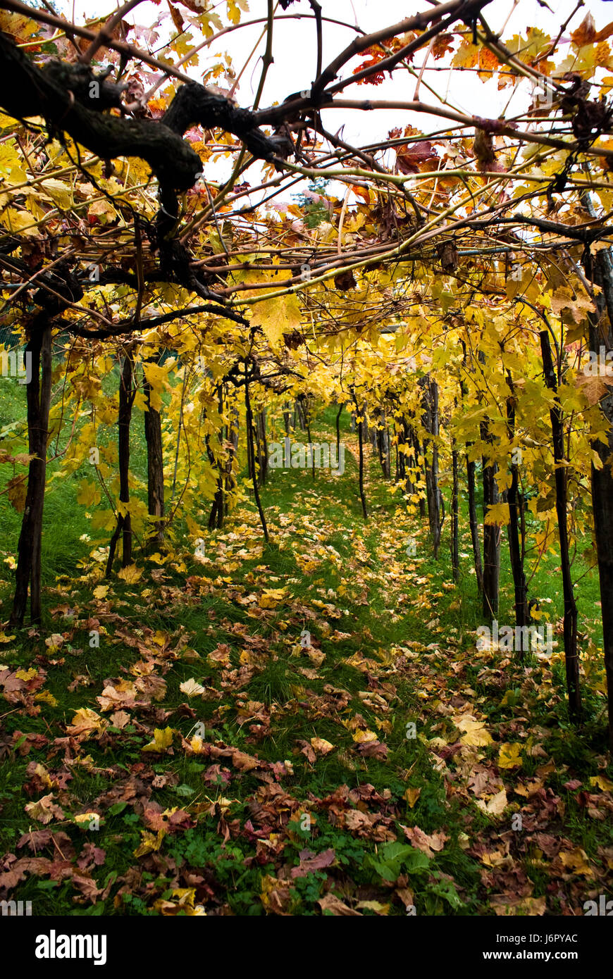 Foglia blu grande grande enorme extreme potente imponente immenso pertinenti Foto Stock