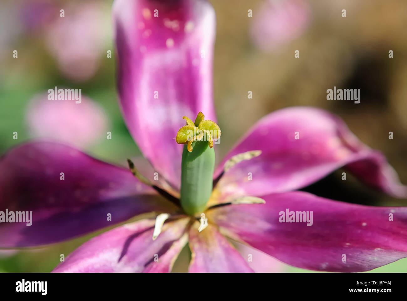 Piante e fiori bloom blossom fiorire fiorente giglio iris aperto di fiori da taglio Foto Stock