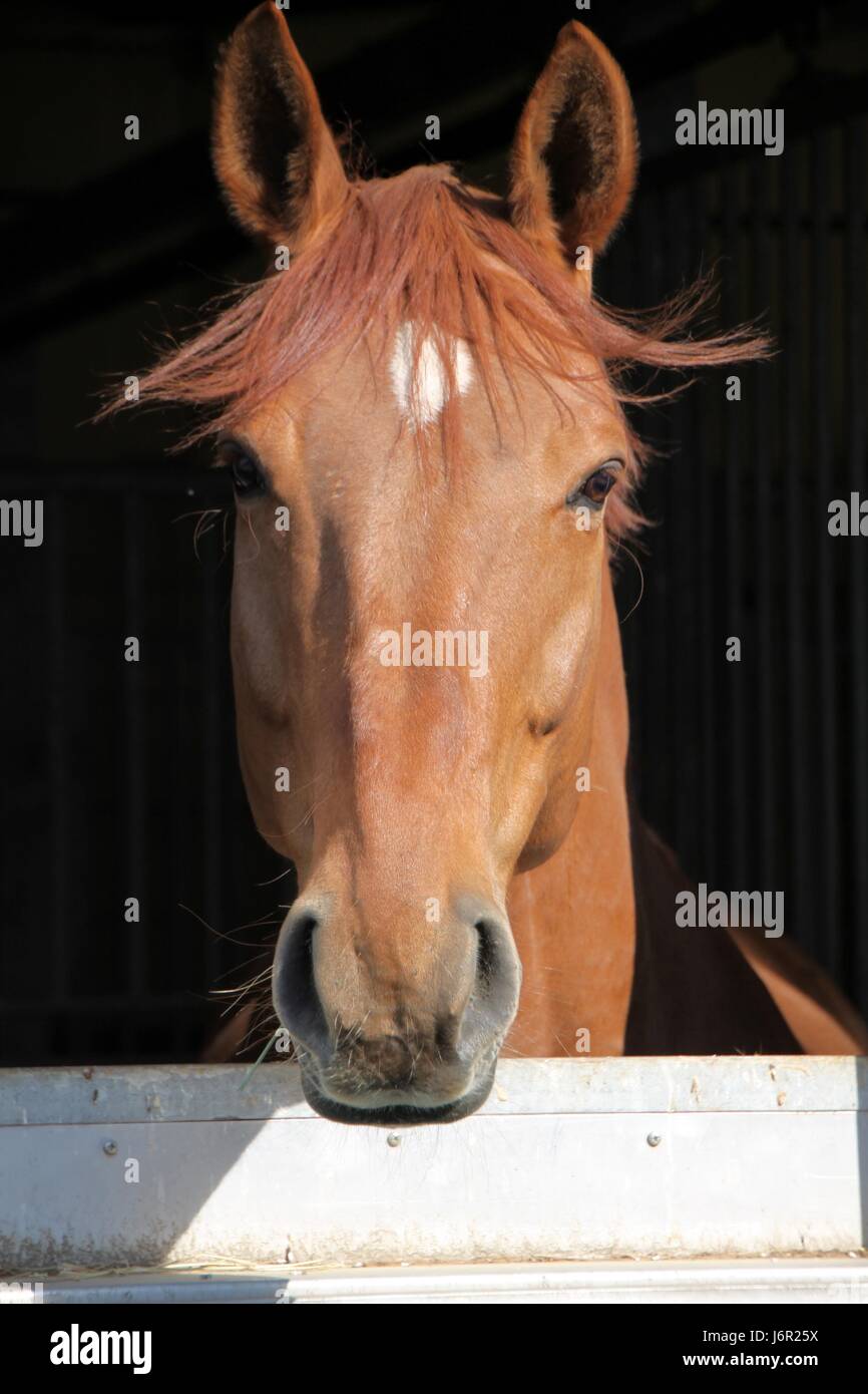 Cavallo guardando fuori il fienile Foto Stock