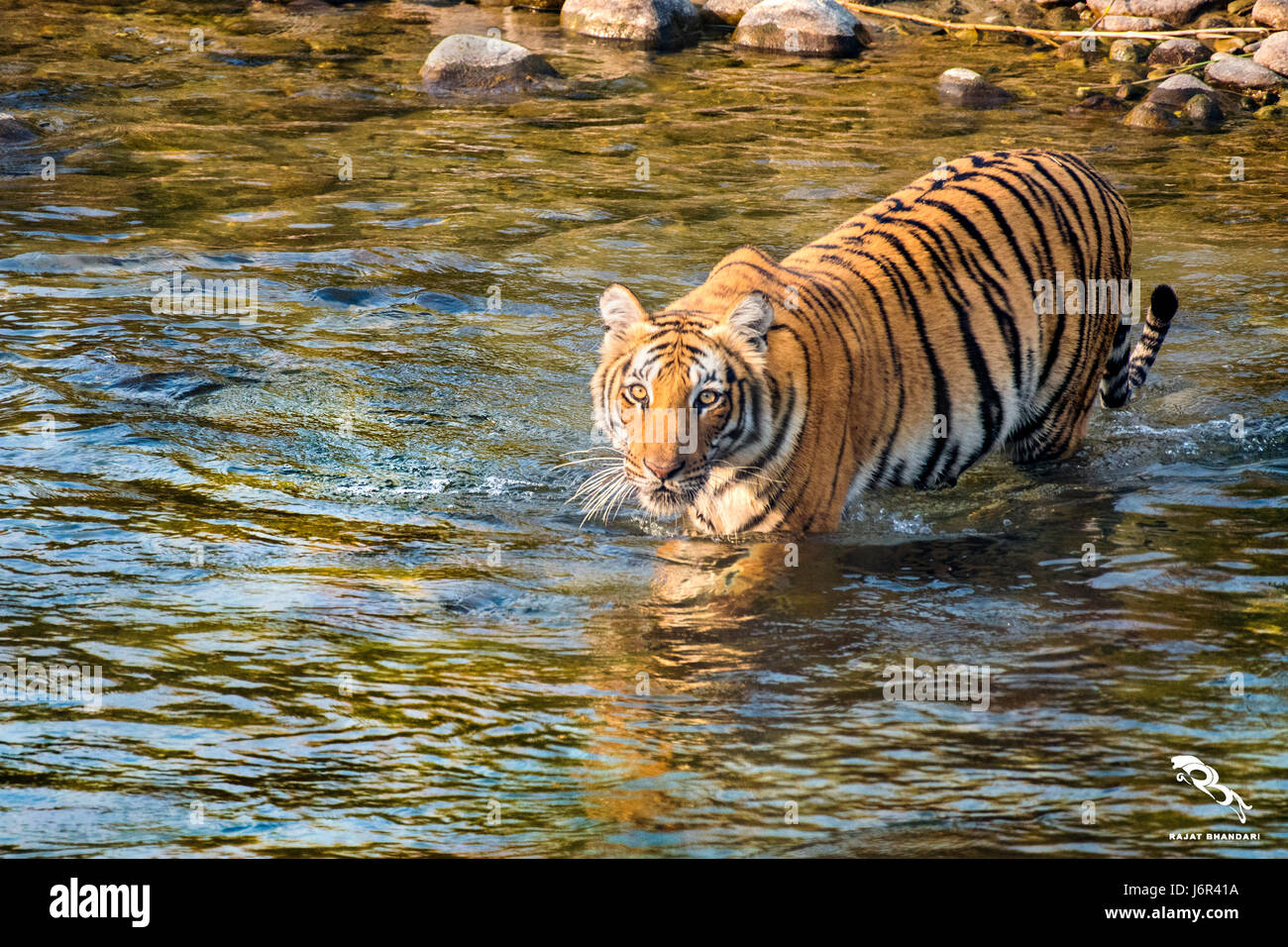 Tiger fiume crossing Foto Stock