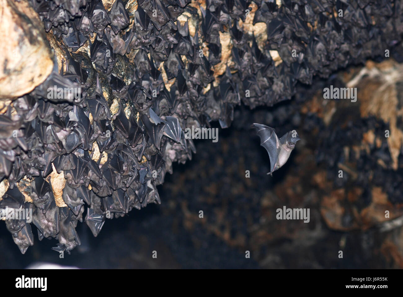 Animale mammifero grotta swarthy nero jetblack deep black bat ali volare vola vola Foto Stock