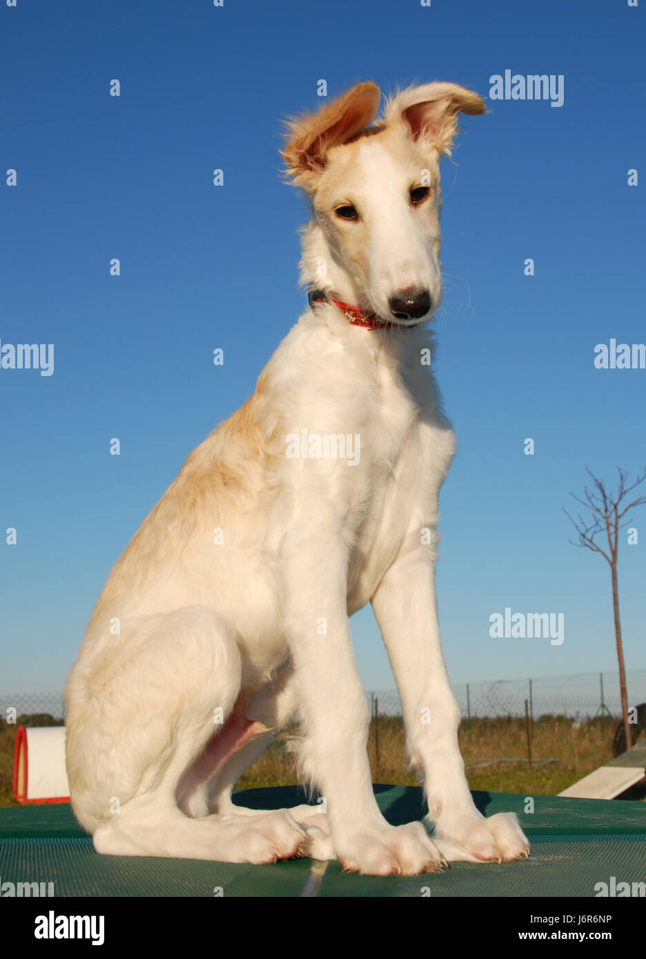 Cucciolo di cane Irish Wolfhound blue animale da compagnia maschile maschi animali domestici una agilità Foto Stock