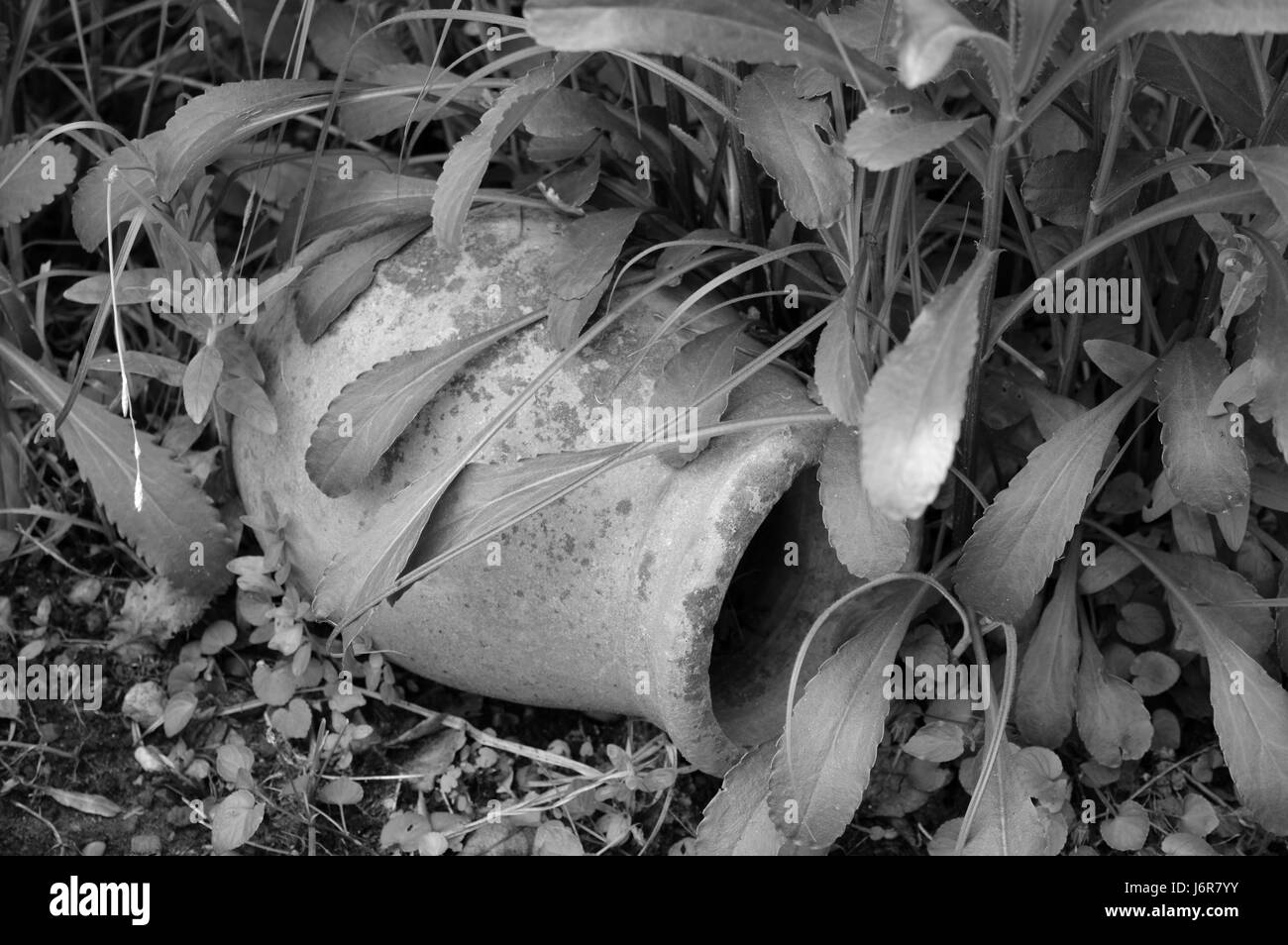 Vaso da giardino in sotto la crescita Foto Stock