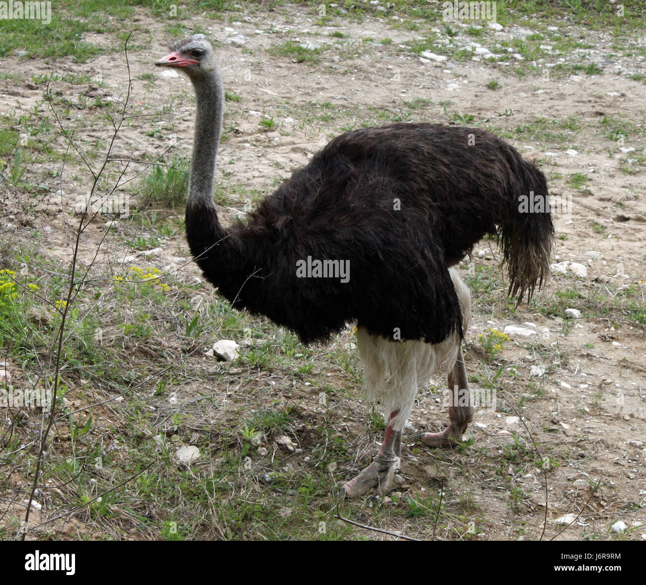 Cibo aliment uccelli Uccelli verde la messa in bandiera di piume di struzzo nosegay collo carne Foto Stock