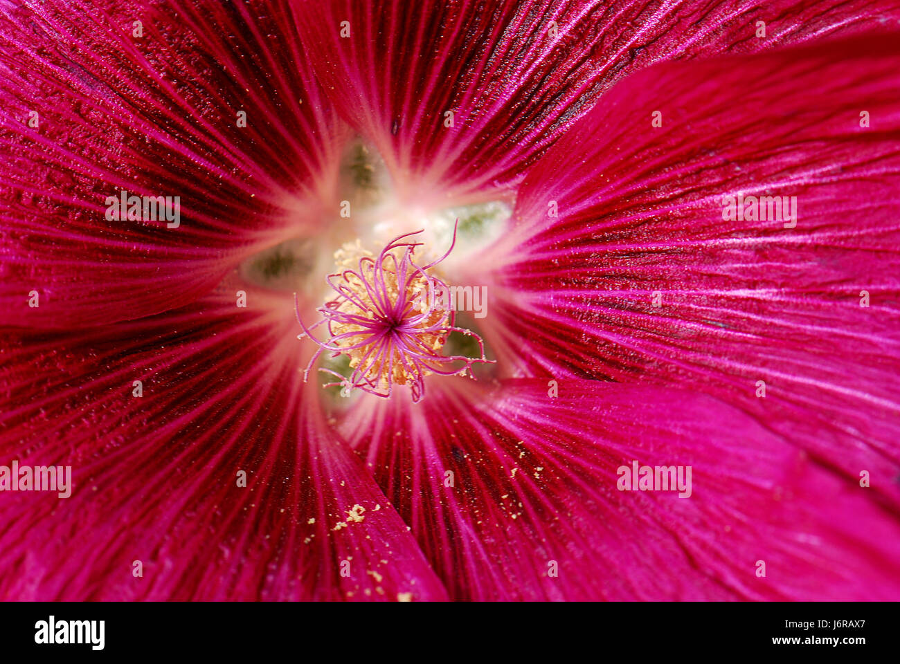 Hollyhock Foto Stock