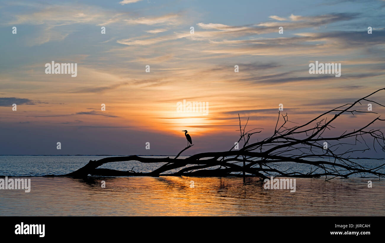 Heron e tramonto in Aldabra, Seicelle Foto Stock