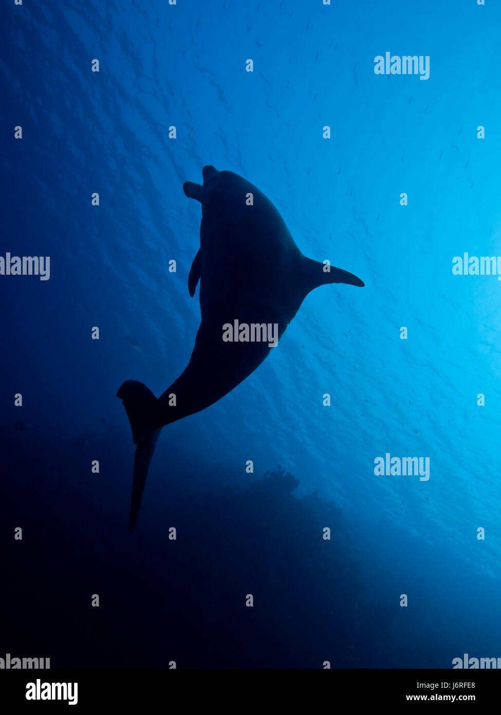 Dolphin in Mar Rosso Foto Stock