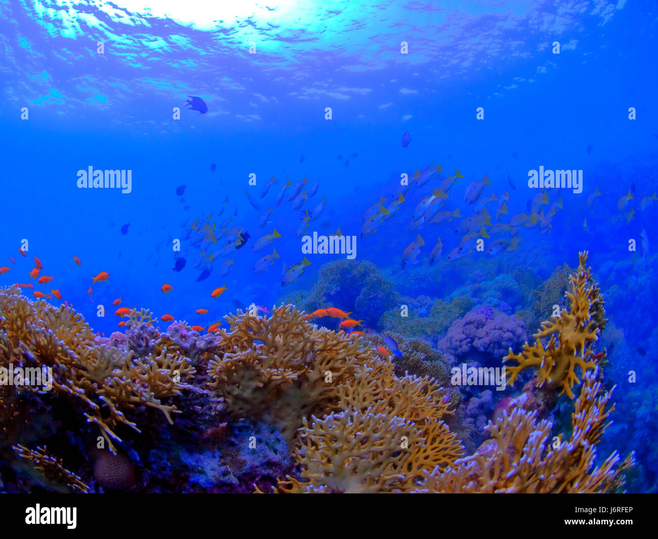 Coral reef del Mar Rosso,versione HDR Foto Stock