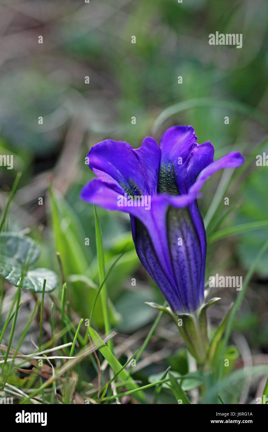 Genziana Alpina Foto Stock