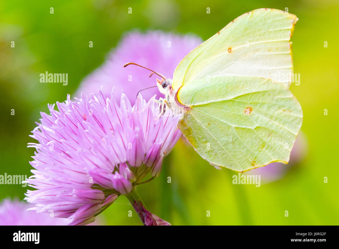 Giardino animale Piante e fiori di zolfo a farfalla brimstone limone candito erba cipollina Foto Stock