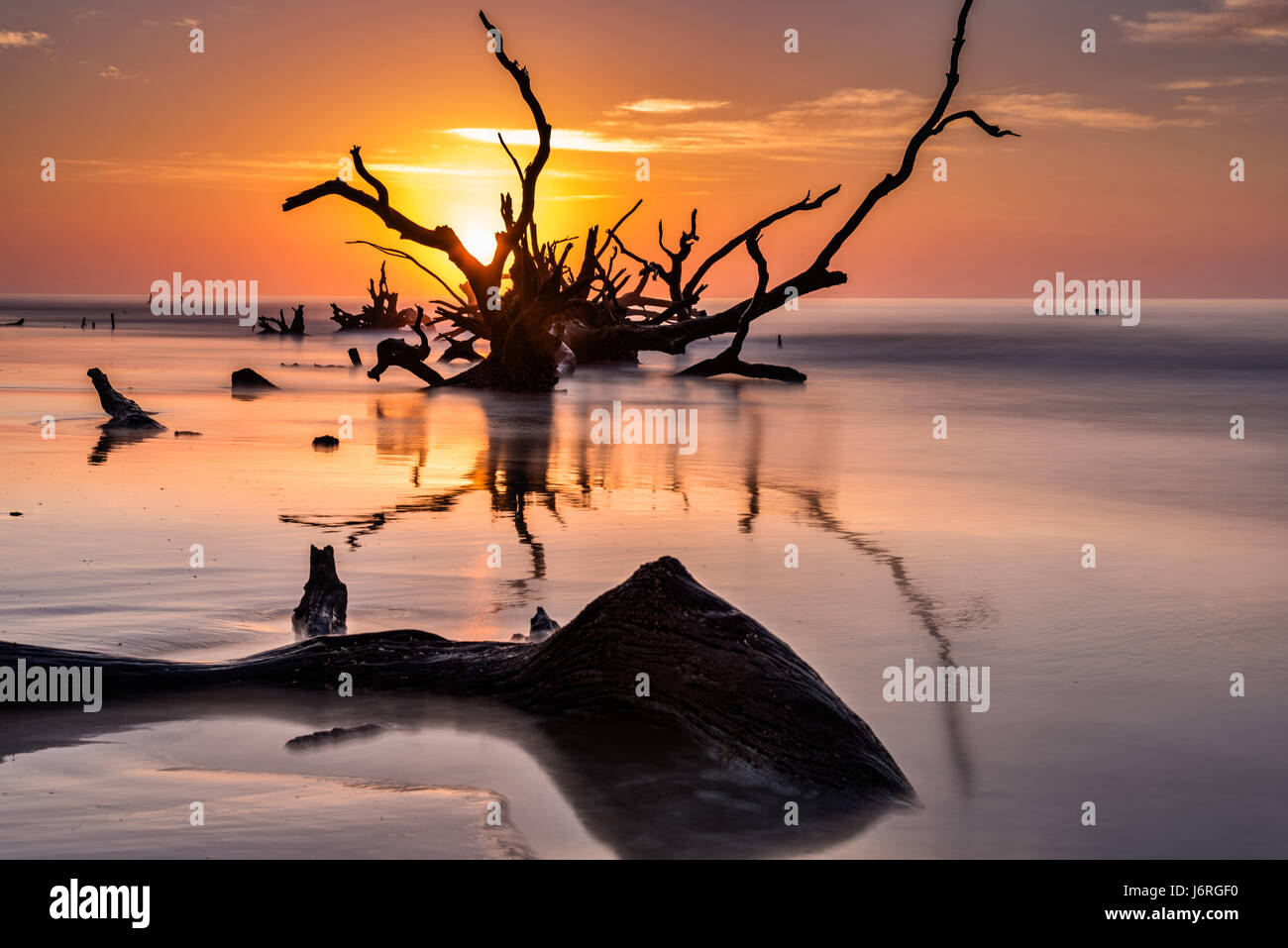 Alba sul cimitero sulla spiaggia tori isola, Carolina del Sud. I tori di isola è un disabitata isola mare 3 miglia dalla terraferma e parte del capo Romain National Wildlife Refuge. Aumento delle maree causati dal cambiamento climatico e sabbia in movimento ha eroso la spiaggia la cordatura parte della foresta costiera in acqua di mare. Foto Stock