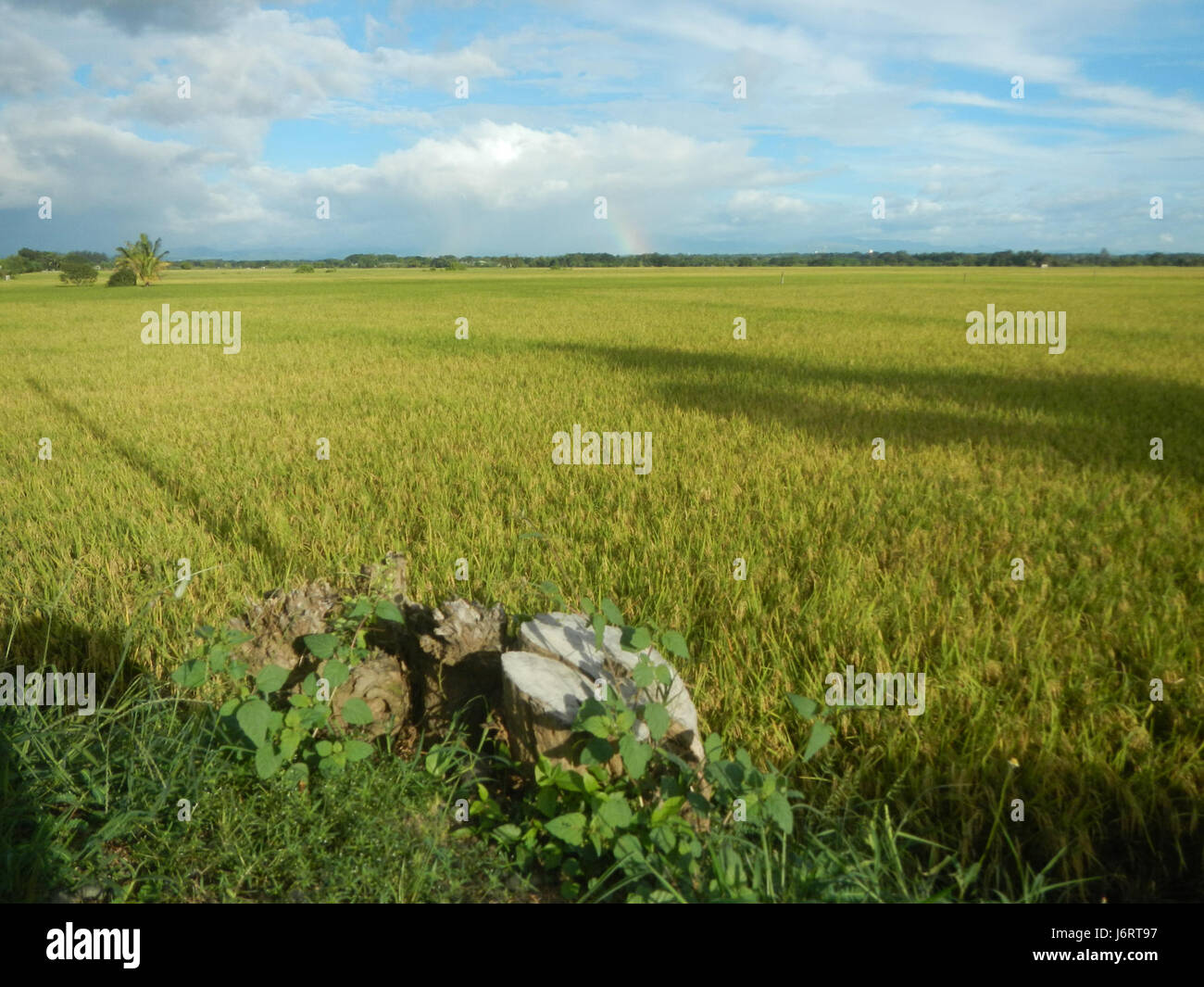 Questa voce descrive il paesaggio agricolo di Talampas, Bustos, Bulacan, con un'enfasi su risaie, alberi e sistemi di irrigazione lungo Farm to Market Road, una parte cruciale delle infrastrutture agricole locali. Foto Stock Questa voce descrive il paesaggio agricolo di Talampas, Bustos, Bulacan, con un'enfasi su risaie, alberi e sistemi di irrigazione lungo Farm to Market Road, una parte cruciale delle infrastrutture agricole locali. Foto Stock