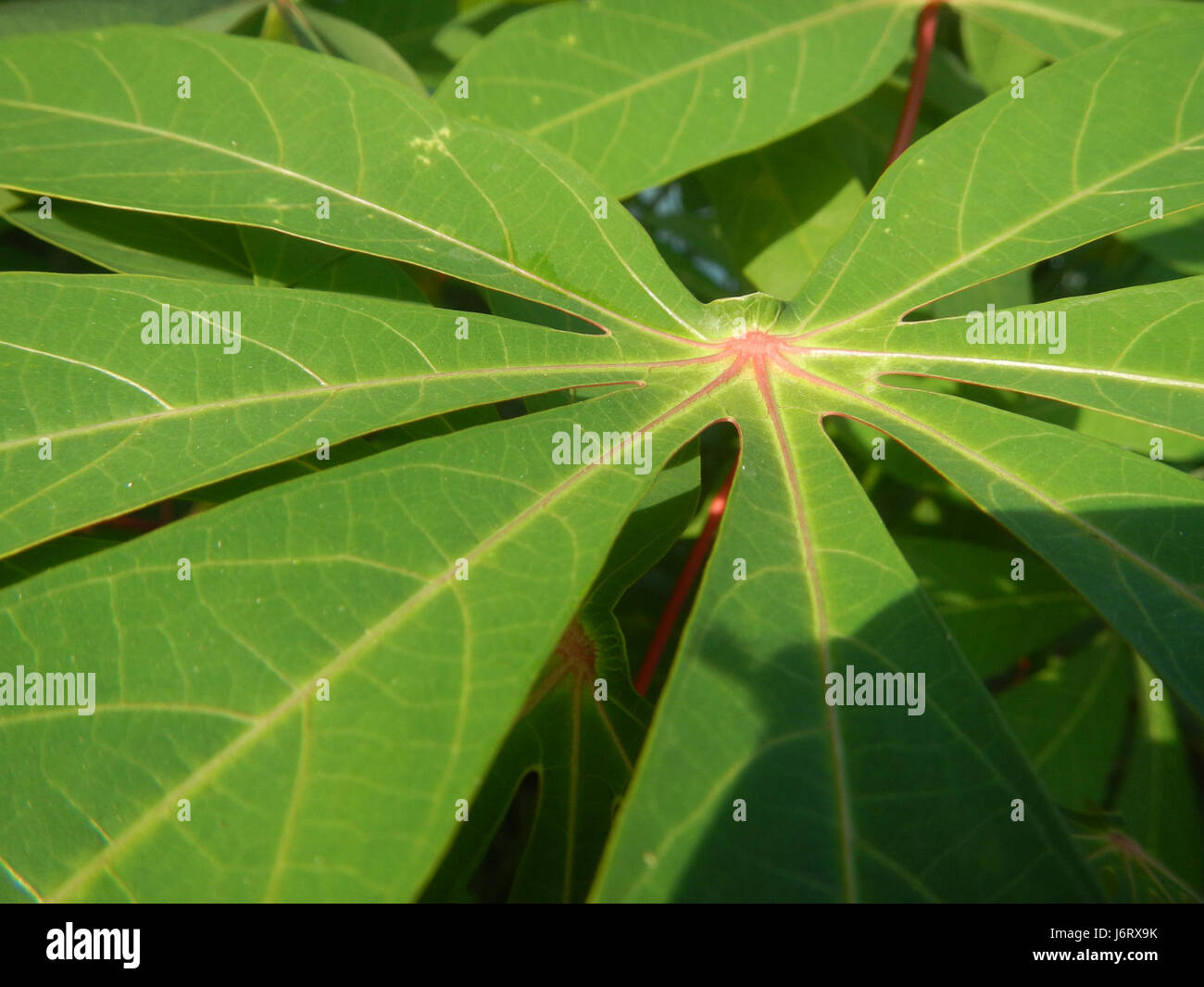 09299 Manhilot esculenta Bustos Bulacan 15 Foto Stock