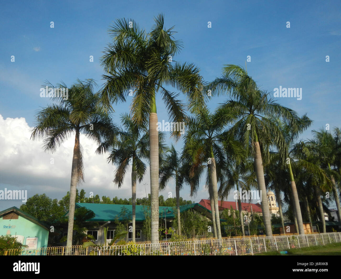 08163 Pulilan Scuola centrale Champagne palm 22 Foto Stock