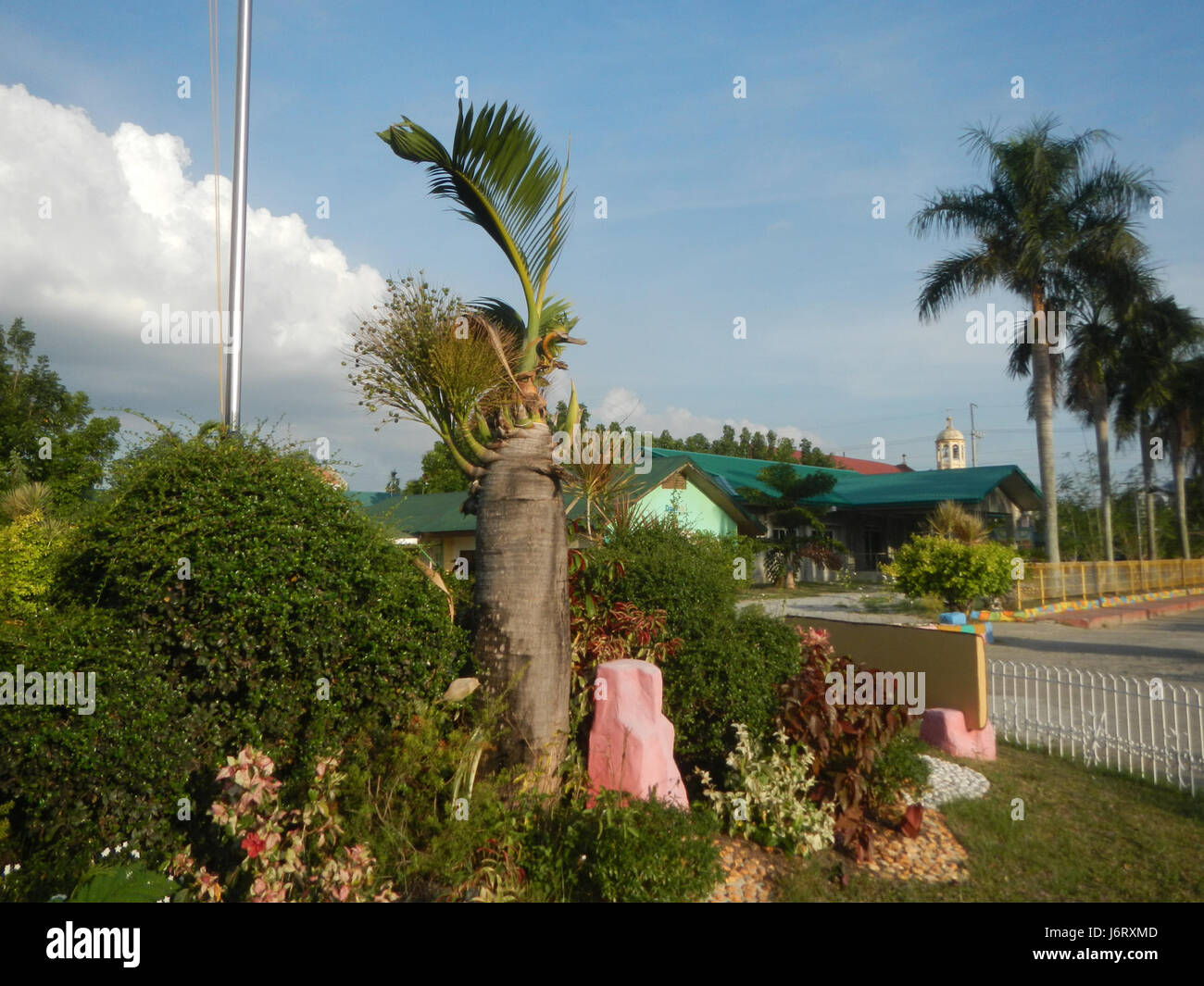 08163 Pulilan Scuola centrale Champagne palm 46 Foto Stock
