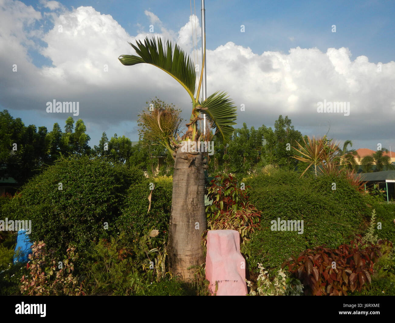 08163 Pulilan Scuola centrale Champagne palm 47 Foto Stock