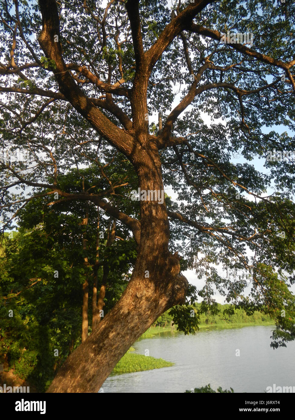 08212 Pulilan Scuola centrale Champagne Palm River Punti di Riferimento 32 Foto Stock