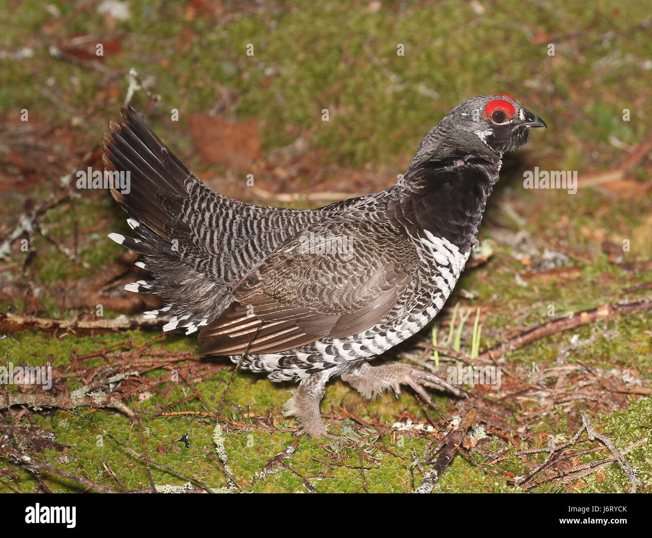 Questa immagine cattura lo Spruce Grouse, una specie di uccelli originaria delle foreste del Nord America, scattata il 30 maggio 2015 nella contea di Washington, Maine. L'abete rosso è noto per il suo aspetto caratteristico e il suo habitat nelle foreste di conifere. Foto Stock
