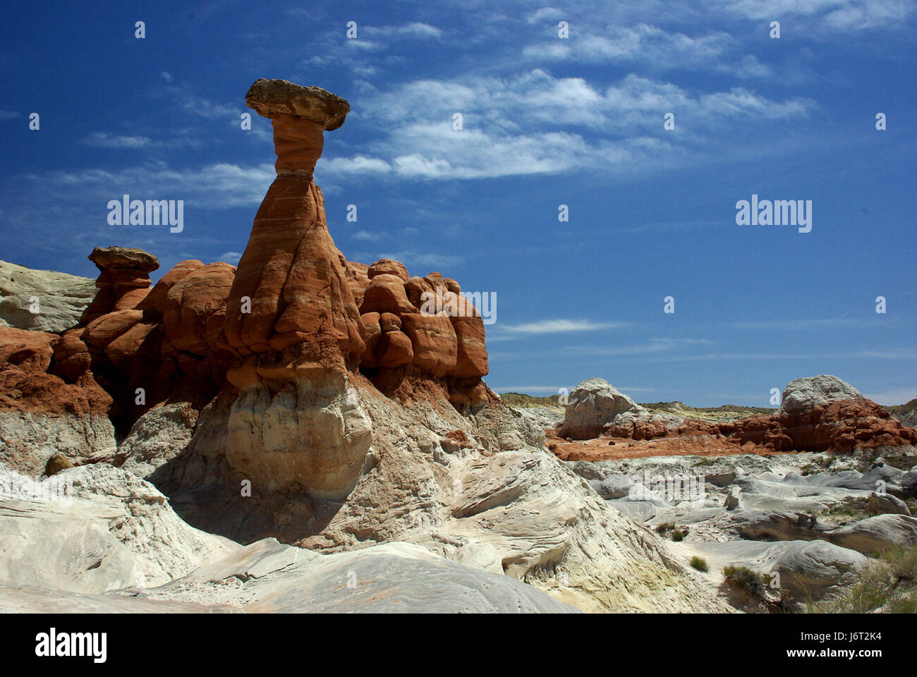 L'immagine intitolata "Paria Mushrooms" presenta una varietà di funghi della regione di Paria, nota per la sua ricca biodiversità di specie di funghi. I funghi sono presentati in un ambiente naturale che mostra le loro caratteristiche uniche. Foto Stock