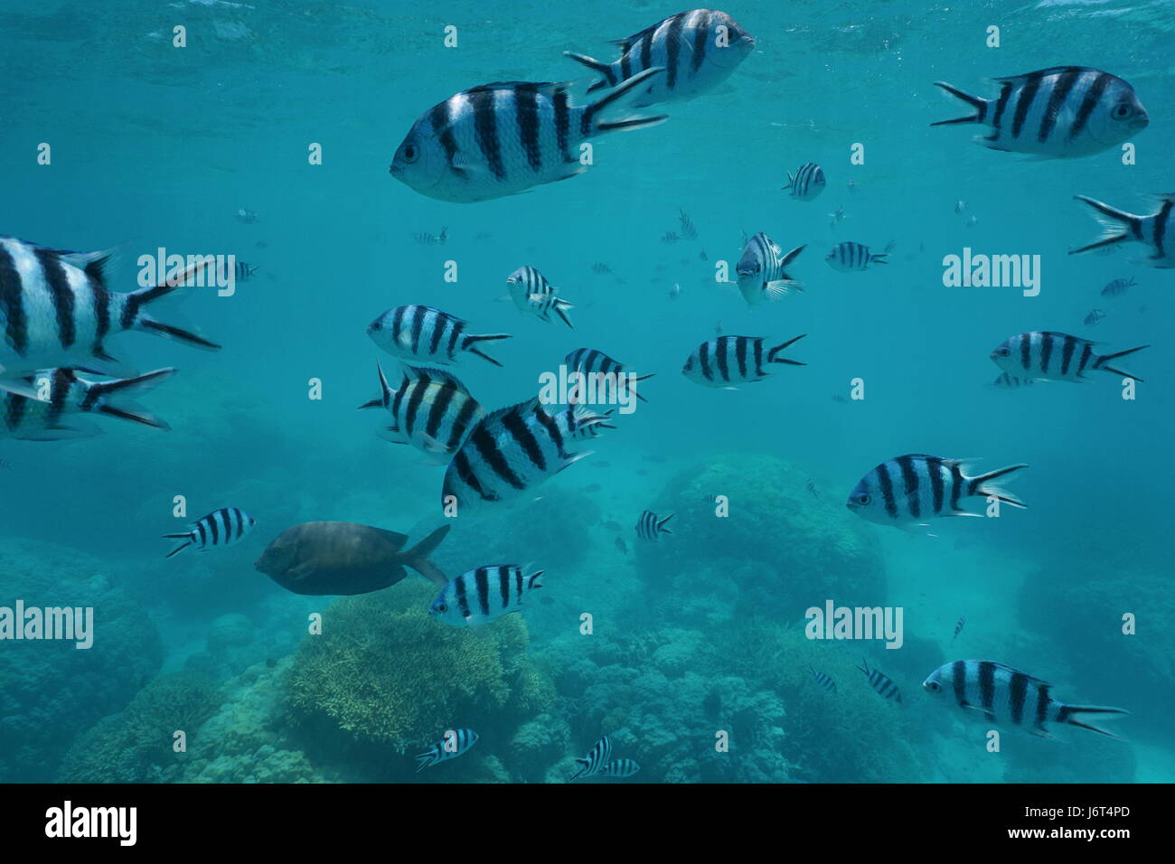 In banchi di pesci scissortail sergente, Abudefduf sexfasciatus, subacquea su una scogliera di corallo, oceano pacifico del sud, Nuova Caledonia Foto Stock