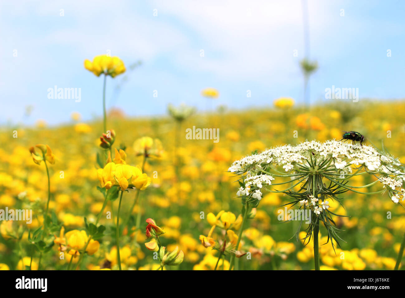 Fiori gialli campo Foto Stock